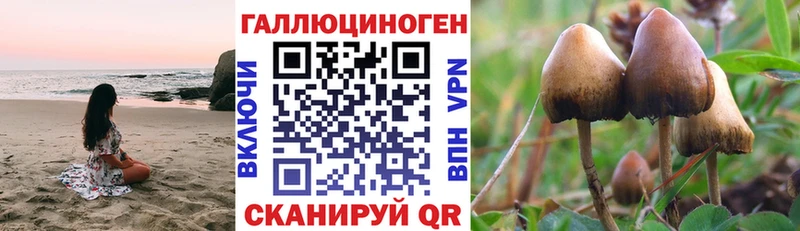 Псилоцибиновые грибы Psilocybe  где купить   Губкин 